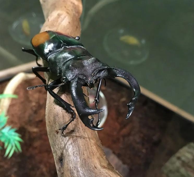 A beetle walks along a stick at the Victoria Bug Zoo in Victoria, BC