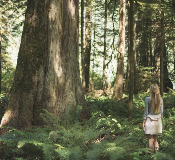 A woman examines an ancient coastal cedar in a rainforest while forest bathing in Victoria, BC