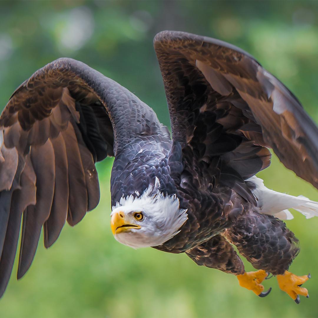 An eagle takes flight amongst the trees in Greater Victoria, BC