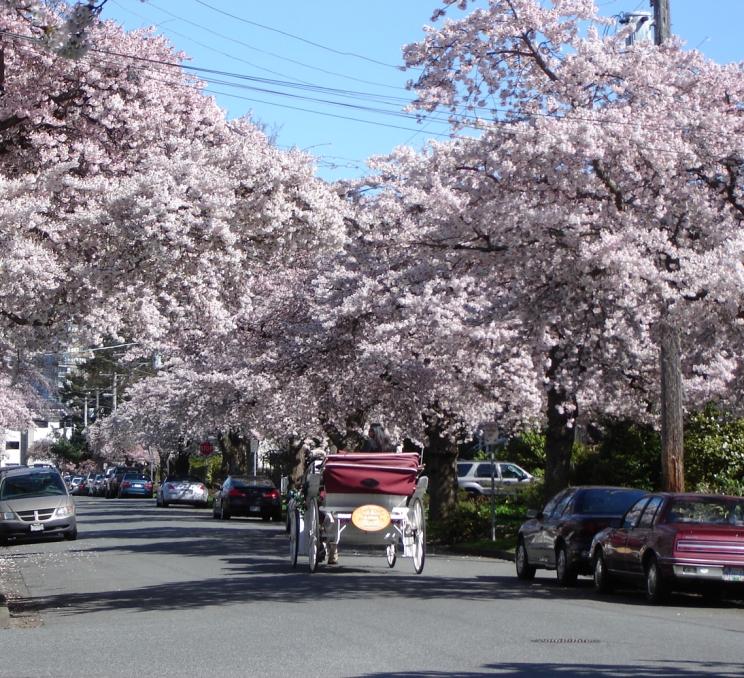 A carriage tour explores the cherry blossoms in Victoria, BC