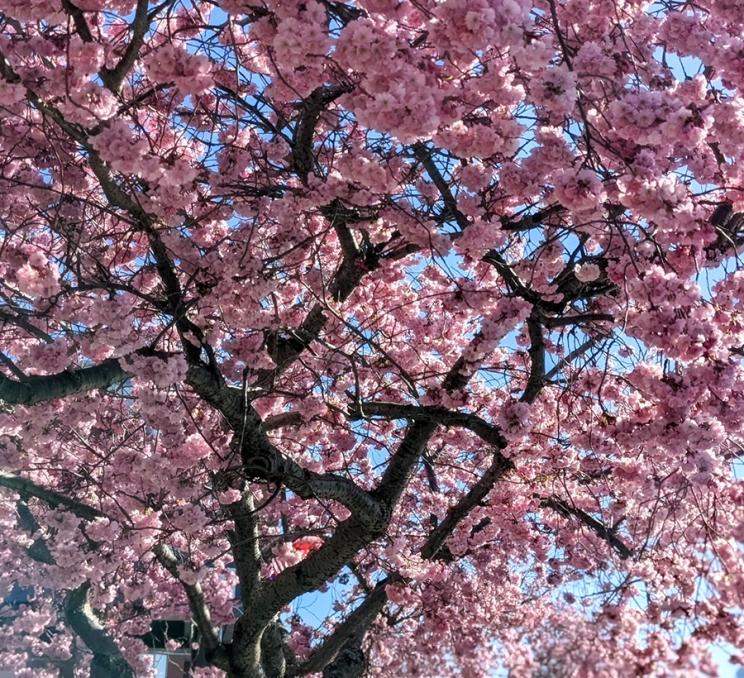 Cherry blossoms outside the Coast Hotel Victoria in Victoria, BC