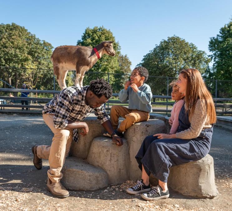 A goat stands on top of a father as he shows off for the kids at Beacon Hill Children's Farm in Victoria, BC