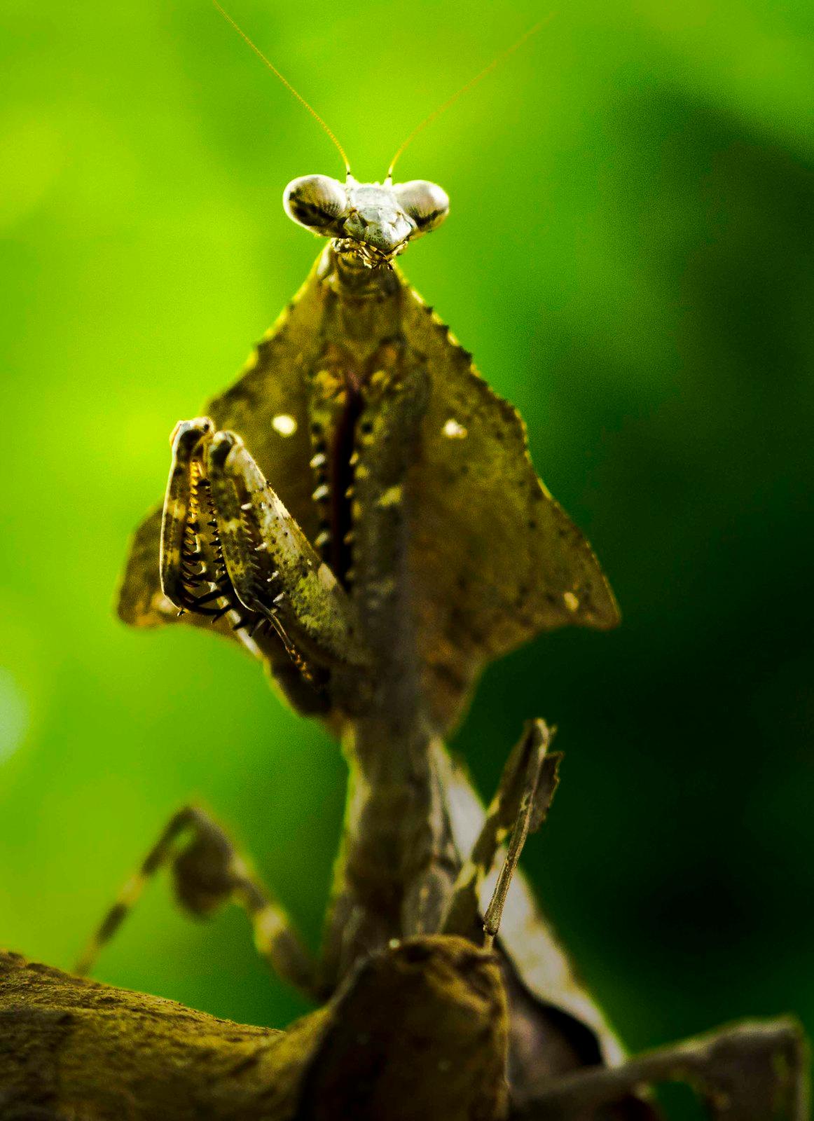 The eyesight of the praying mantis is second to only dragonflies in the insect world, and this mantis is focusing intently on something that caught her attention!