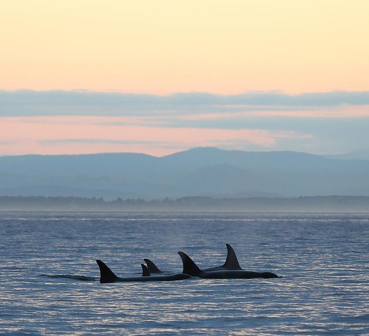 A pod of orcas swims across the Salish Sea at sunset off the coast of Victoria, BC