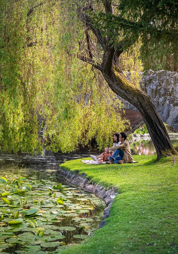 A couple enjoys a picnic along the shore of a pond beneath a Willow tree in Beacon Hill Park in Victoria, BC