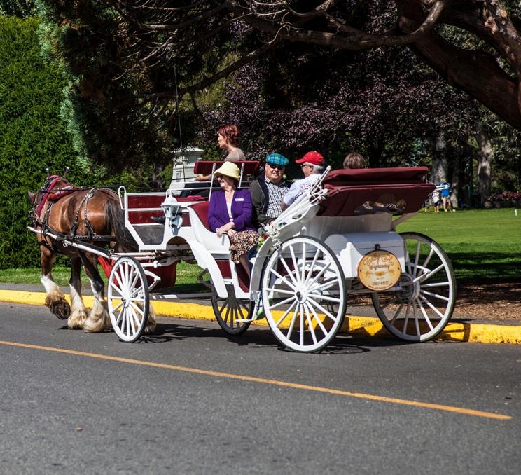 A Tally-Ho horse drawn carriage tour explores Beacon Hill Park in Victoria, BC