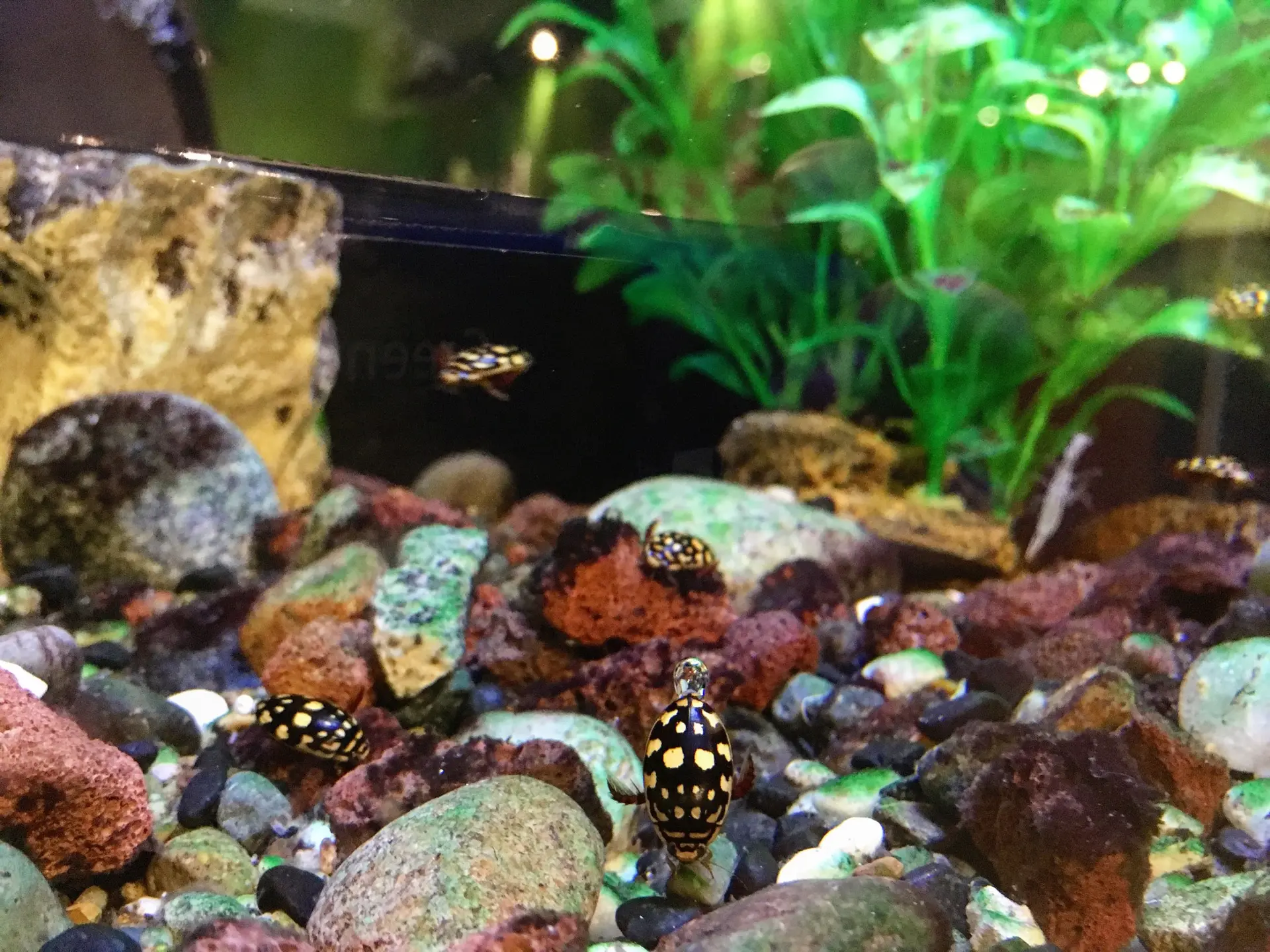 Notice the small air bubble at the back of the beetles body? They use this to breath underwater for up to 30 minutes!