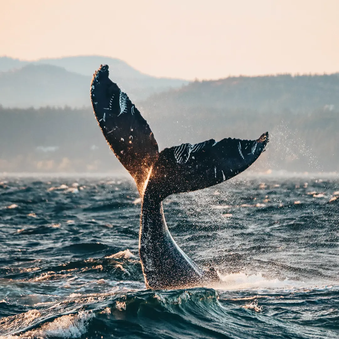 The tail of a Humpback whale emerges from the waters of the Salish Sea off the coast of Victoria, BC